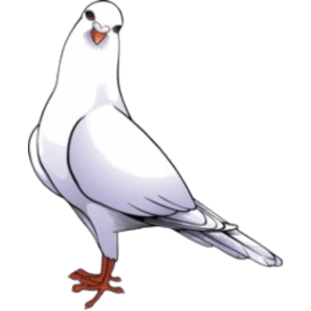 Image shows a picture of a Dove facing straight ahead. The dove is white with a grey tail.
